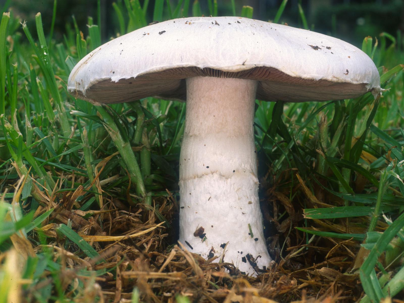 Agaricus campestris, the meadow mushroom, growing in grass
