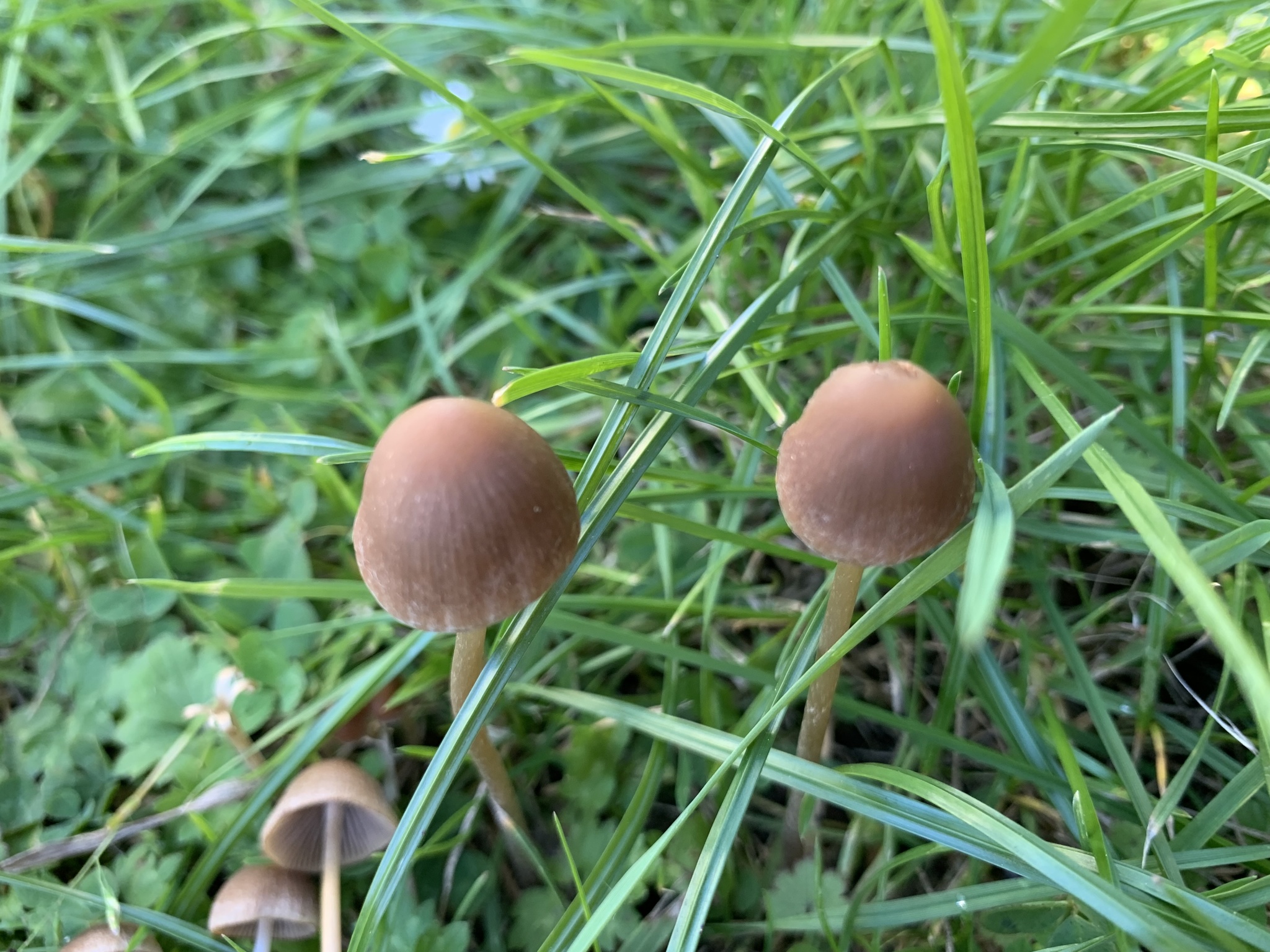 Panaeolus foenisecii, the mower's mushroom, small brown mushrooms growing in grass