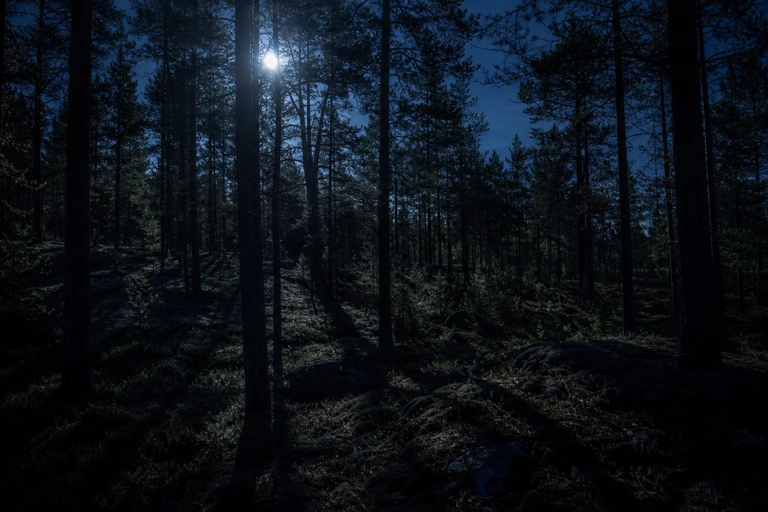 A dark forest lit only by moonlight filtering through the trees