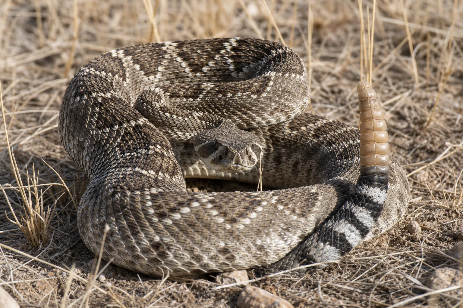 A coiled rattlesnake with its rattle visible in leaf litter