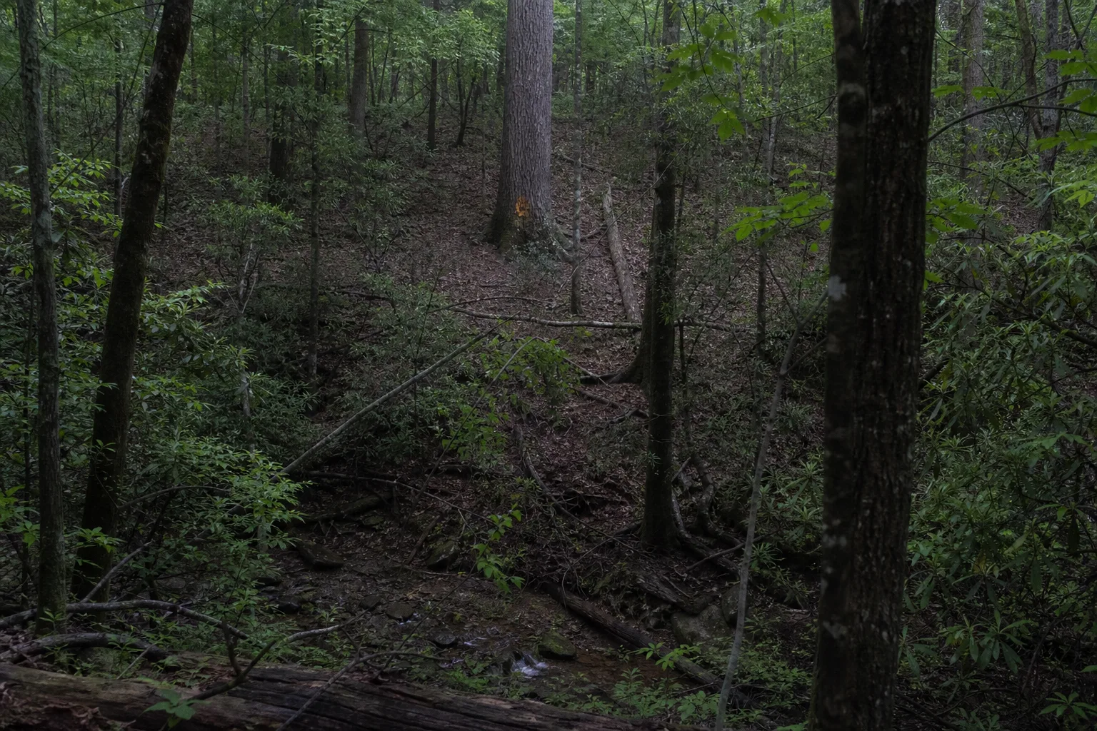 A bright orange shape visible in the distance against a tree trunk, unclear at that range