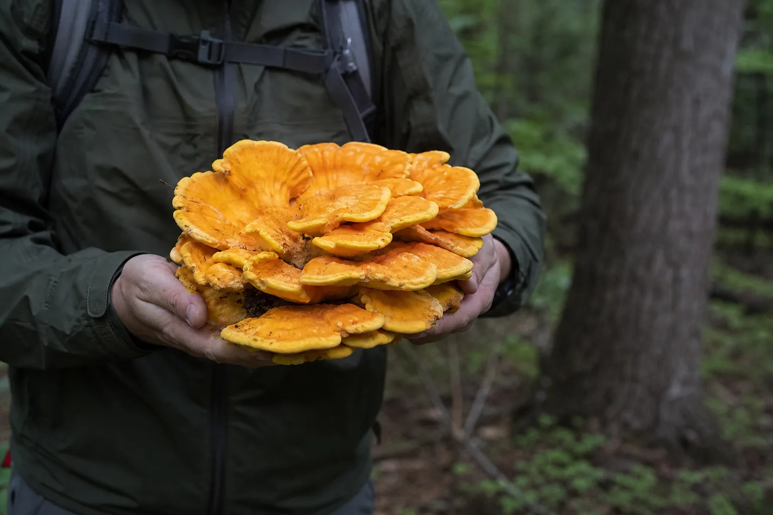 A hiker smiling and holding a healthy, freshly harvested cluster of Chicken of the Woods mushroom