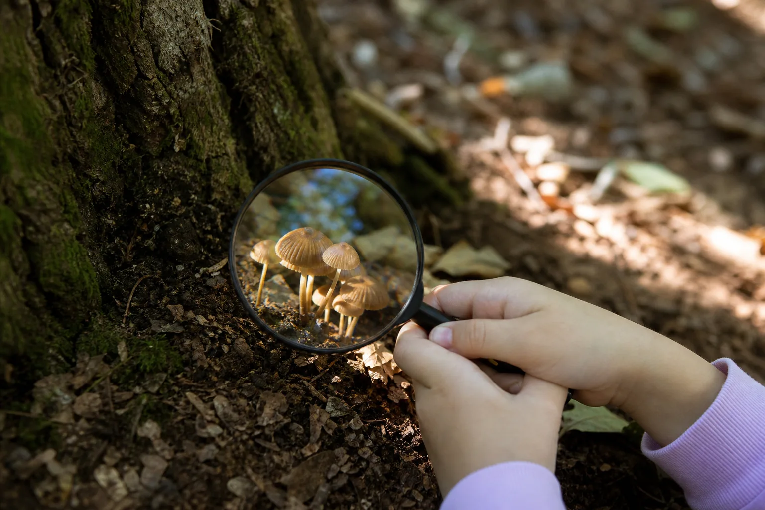 A child's hands holding a magnifying glass over a small cluster of mushrooms at the base of a tree
