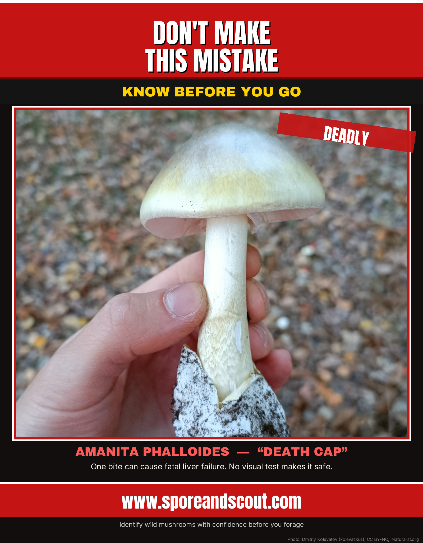 Don't make this mistake — Know before you go. Real photo of a death cap mushroom (Amanita phalloides) being held in a hand, with Spore & Scout branding.