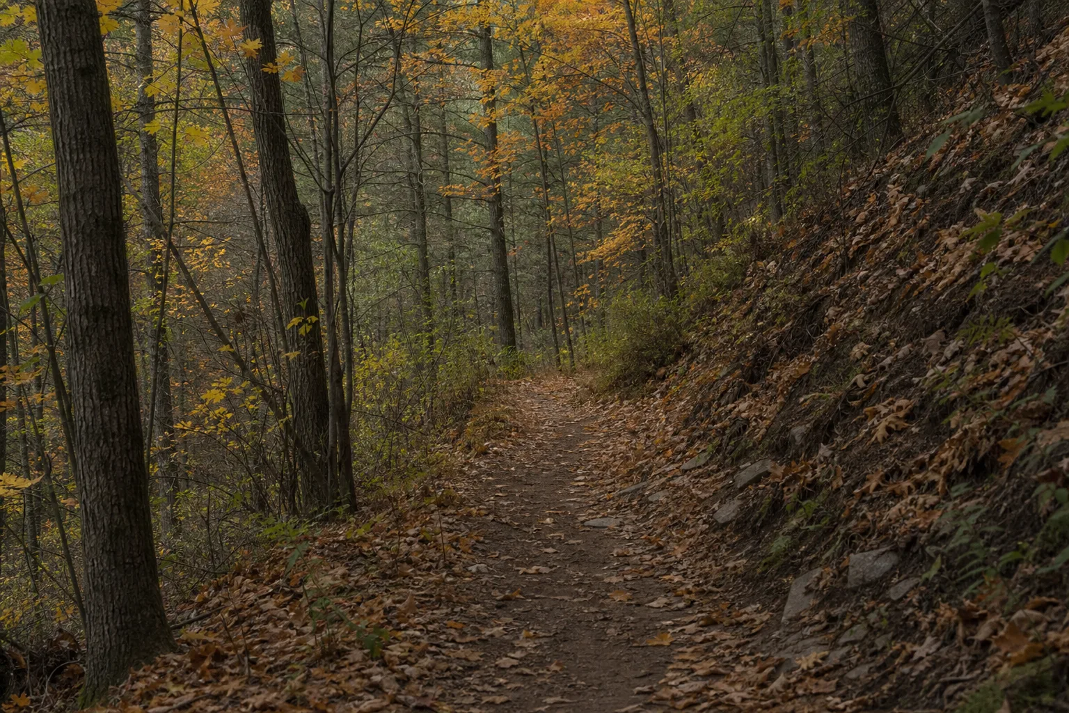Narrow dirt trail winding through quiet woods scattered with autumn leaves