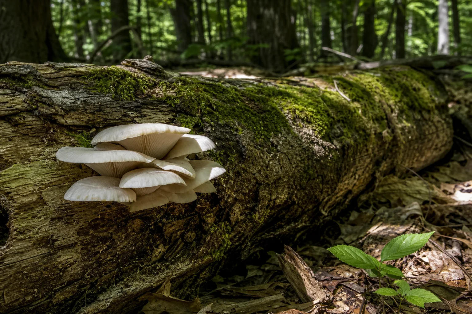A fallen mossy log with a small shelf of oyster mushrooms growing on its side
