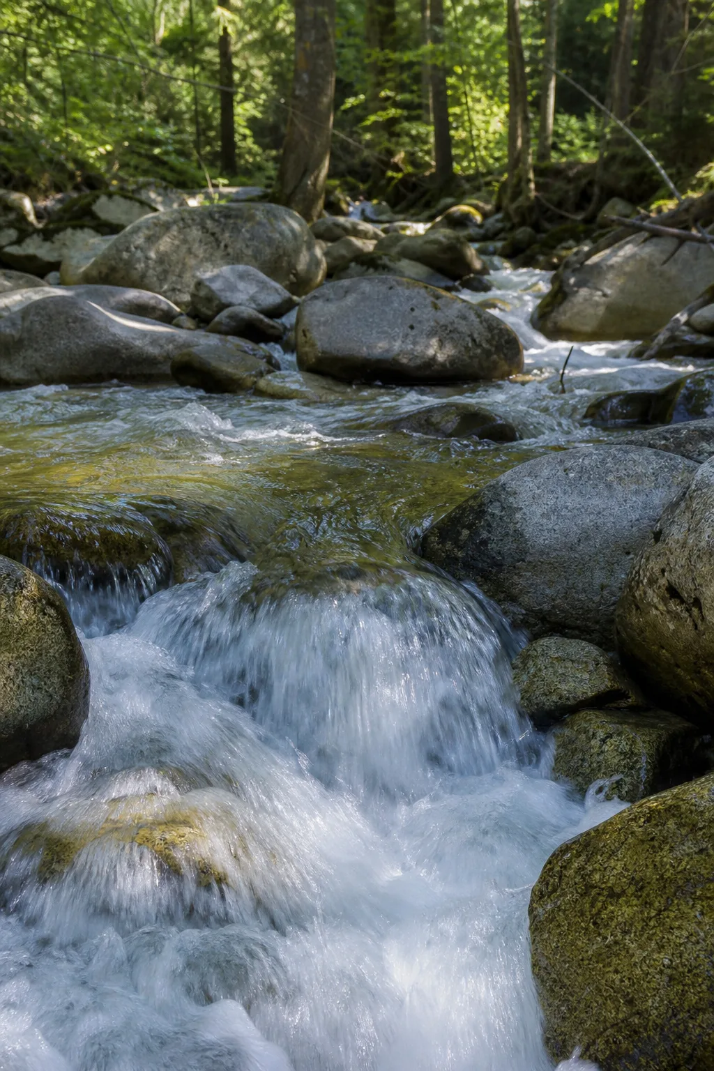 Close-up of clear water rushing over smooth stones in a forest stream