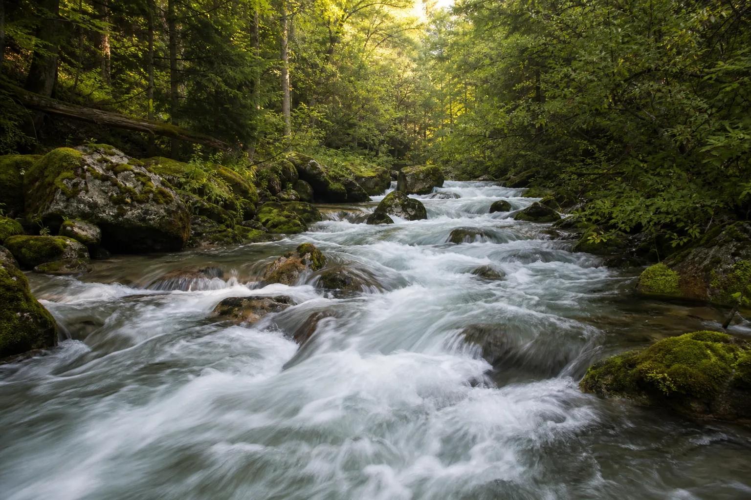 A fast, clear stream cutting through a dense green forest, mossy rocks lining the banks
