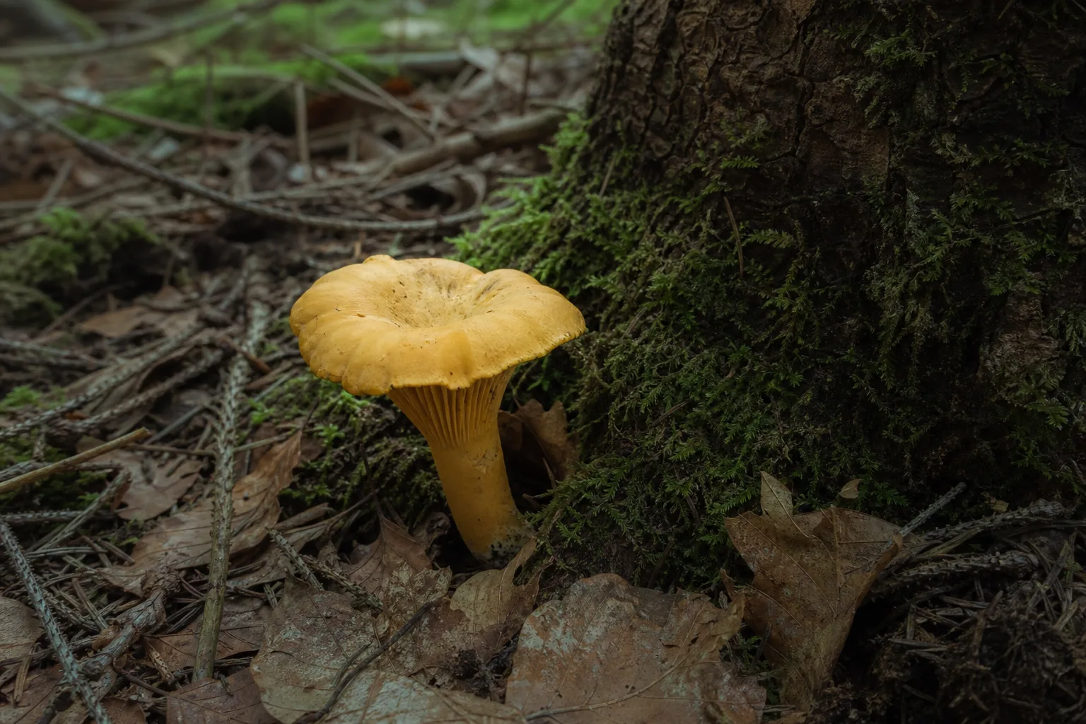 A wild orange mushroom growing at the base of a tree in a forest