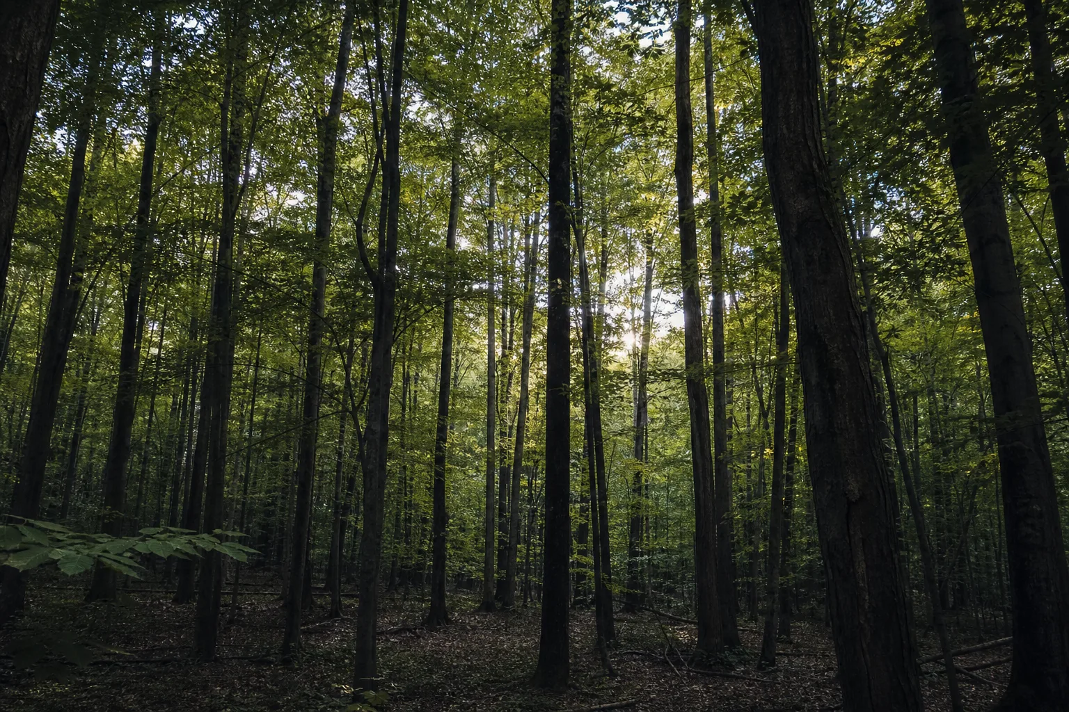 A quiet forest interior, dense trees and soft filtered light