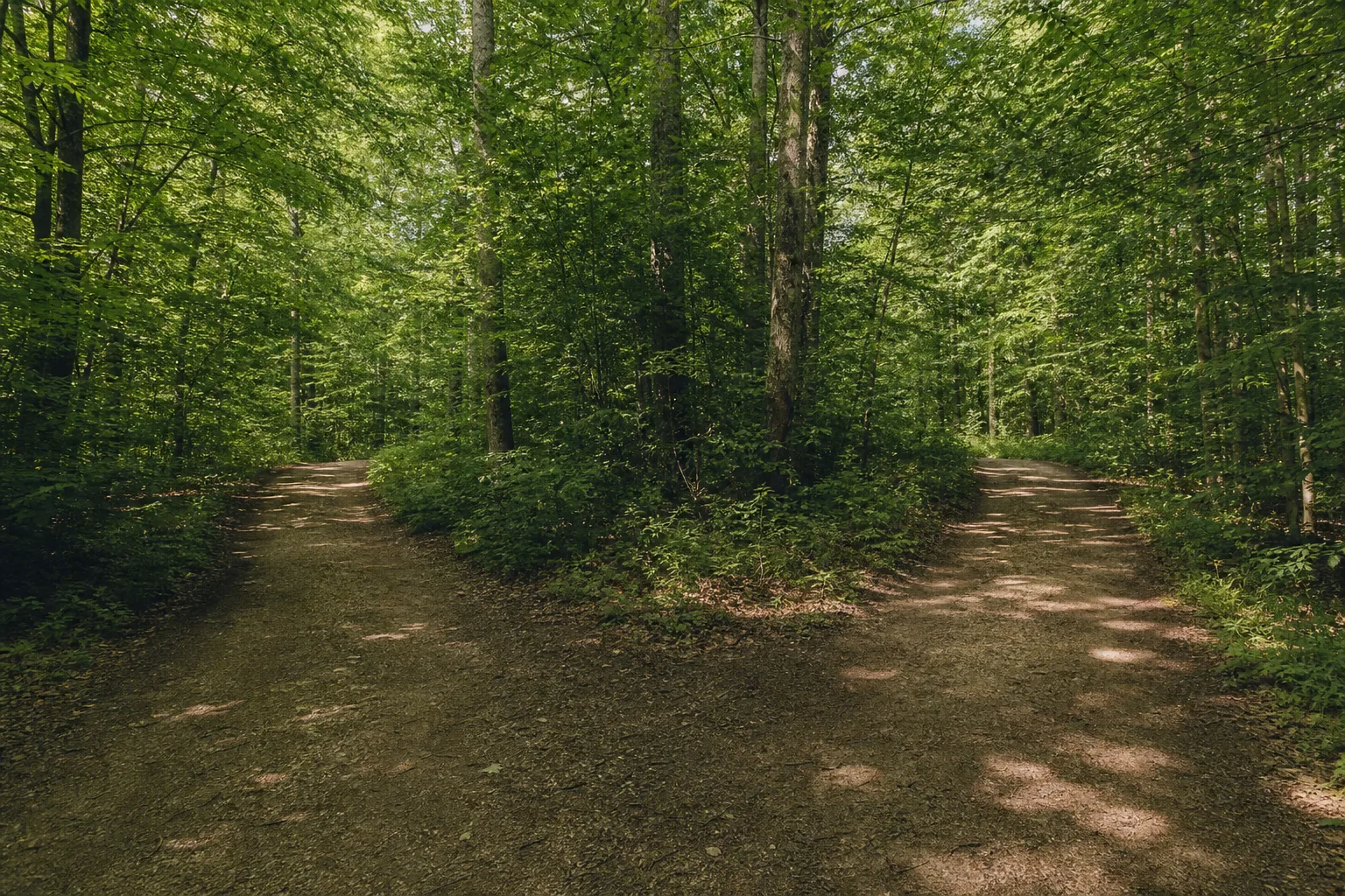A hiking trail splitting into two paths through dense forest