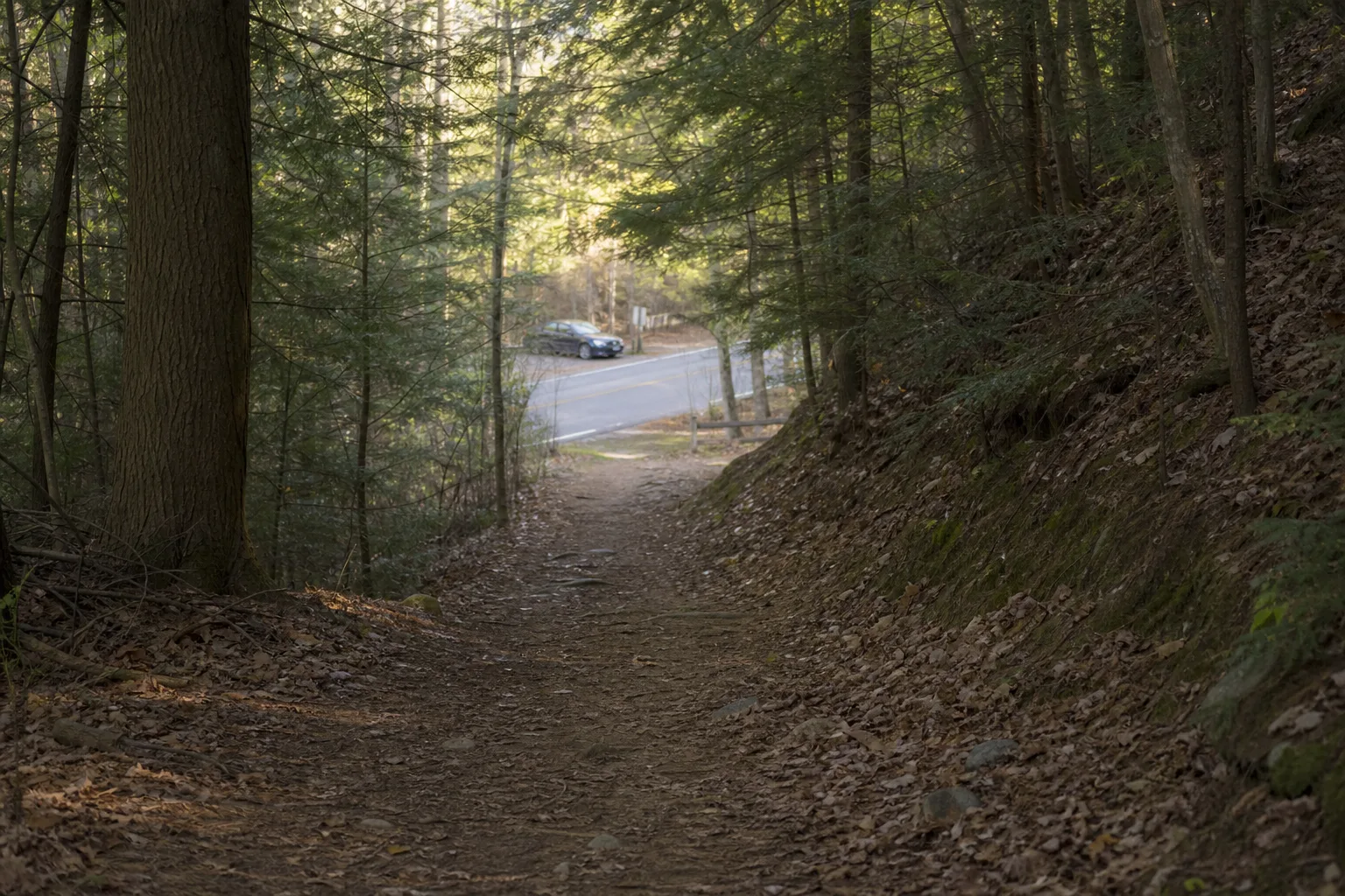 A quiet forest trail curving downhill toward a distant road