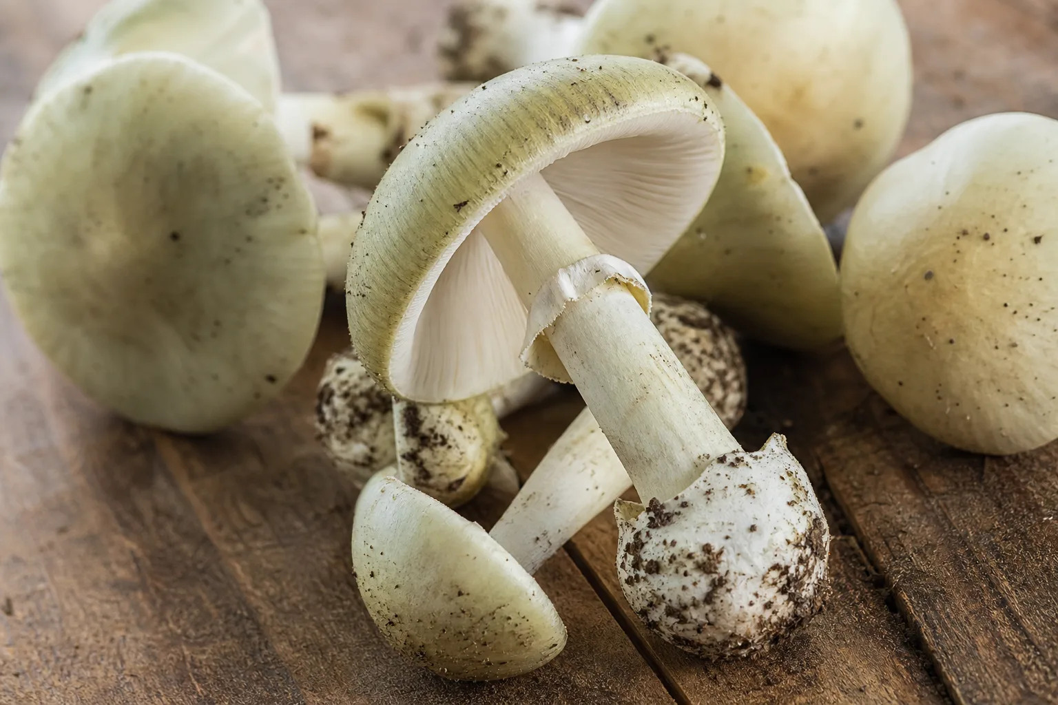 A pale greenish mushroom with a white ring on its stem, resting among similar pale mushrooms